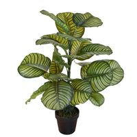 Pianta Artificiale Calathea in Vaso con 22 Foglie H 85 cm