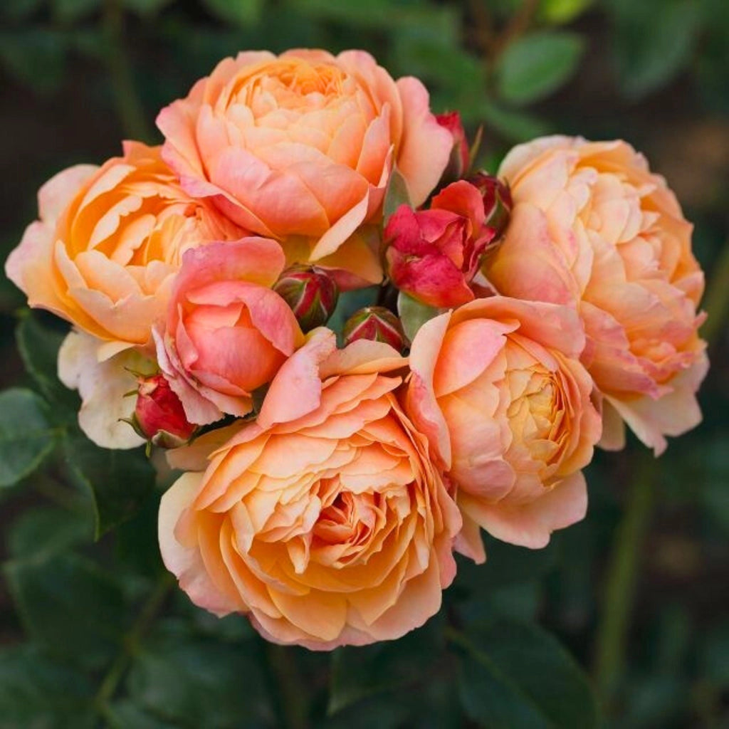 Gardenaria Rosa 'Creme Brulée' - Rosa da giardino Altezza: 40/50 cm (vaso20)