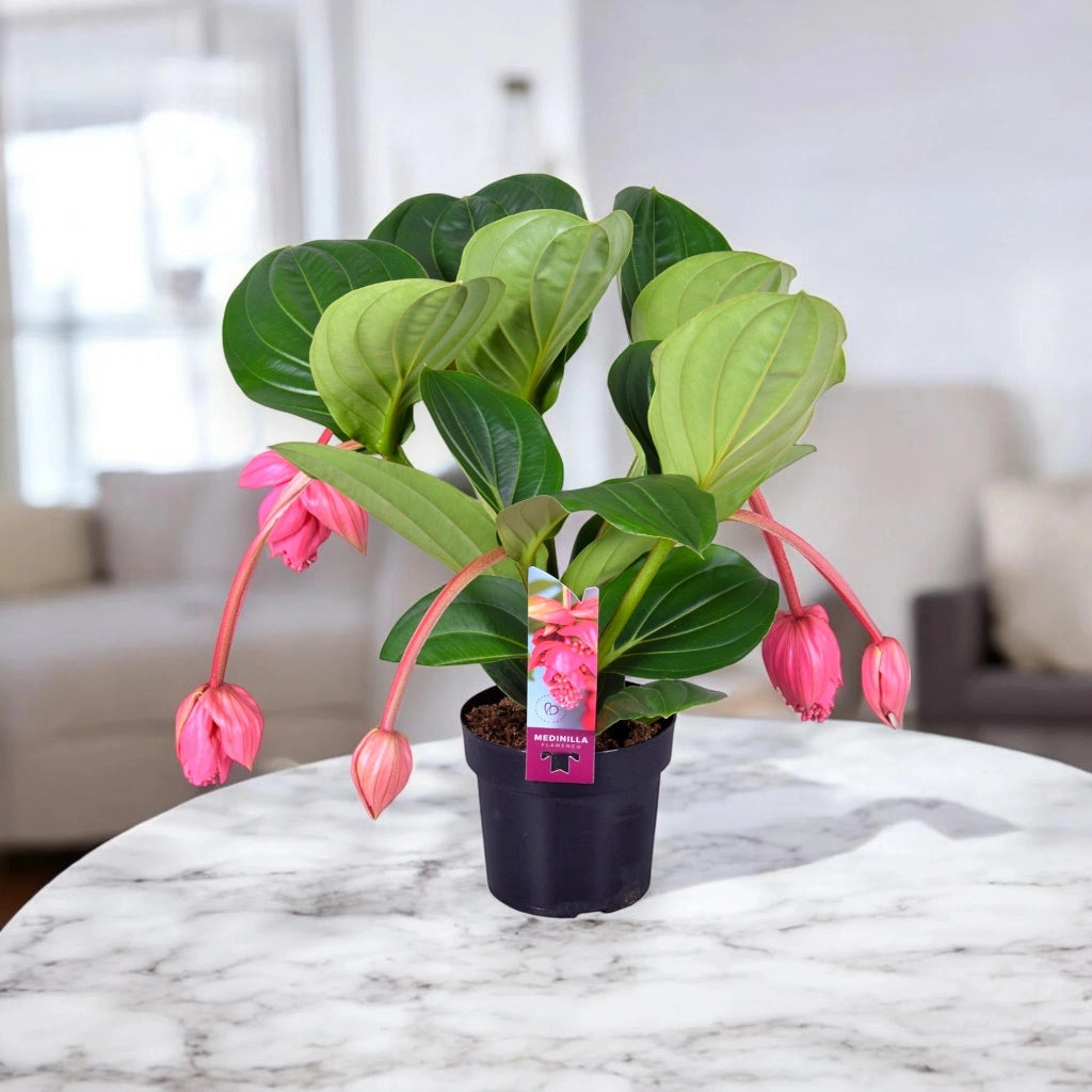 Gardenaria Medinilla magnifica - Pianta da interno ornamentale Altezza: 60 cm (vaso 17)
