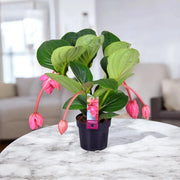 Gardenaria Medinilla magnifica - Pianta da interno ornamentale Altezza: 60 cm (vaso 17)