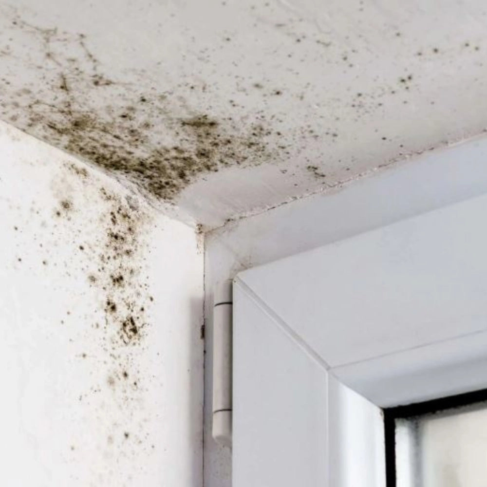 Detergente sbiancante macchie intonaci mattoni rinnova pareti flaconi 5 litri