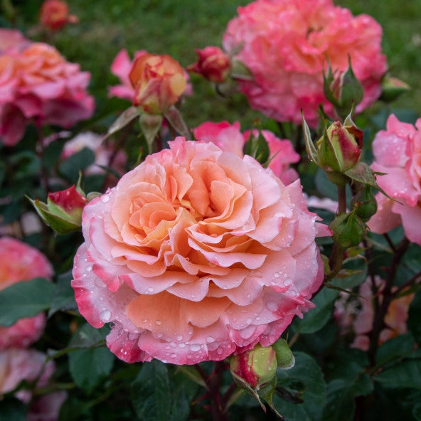Pianta Rosa Augusta Luise, foto reali
