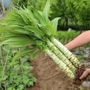 Semi Selvaggi Semi di Asparago Cinese - Semi per la Coltivazione a Casa o nel Giardino - Semi di Coltivazione NO-GMO Semi Heirloom