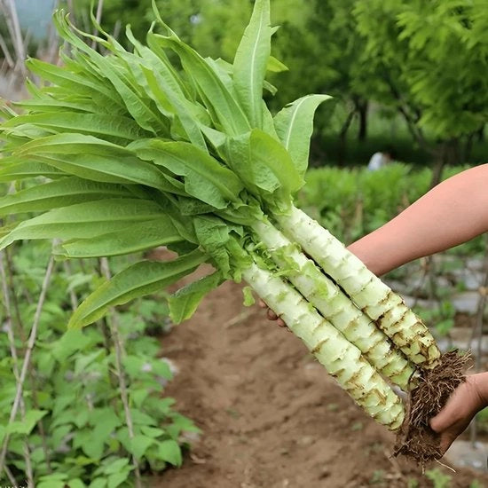 Semi Selvaggi Semi di Asparago Cinese - Semi per la Coltivazione a Casa o nel Giardino - Semi di Coltivazione NO-GMO Semi Heirloom