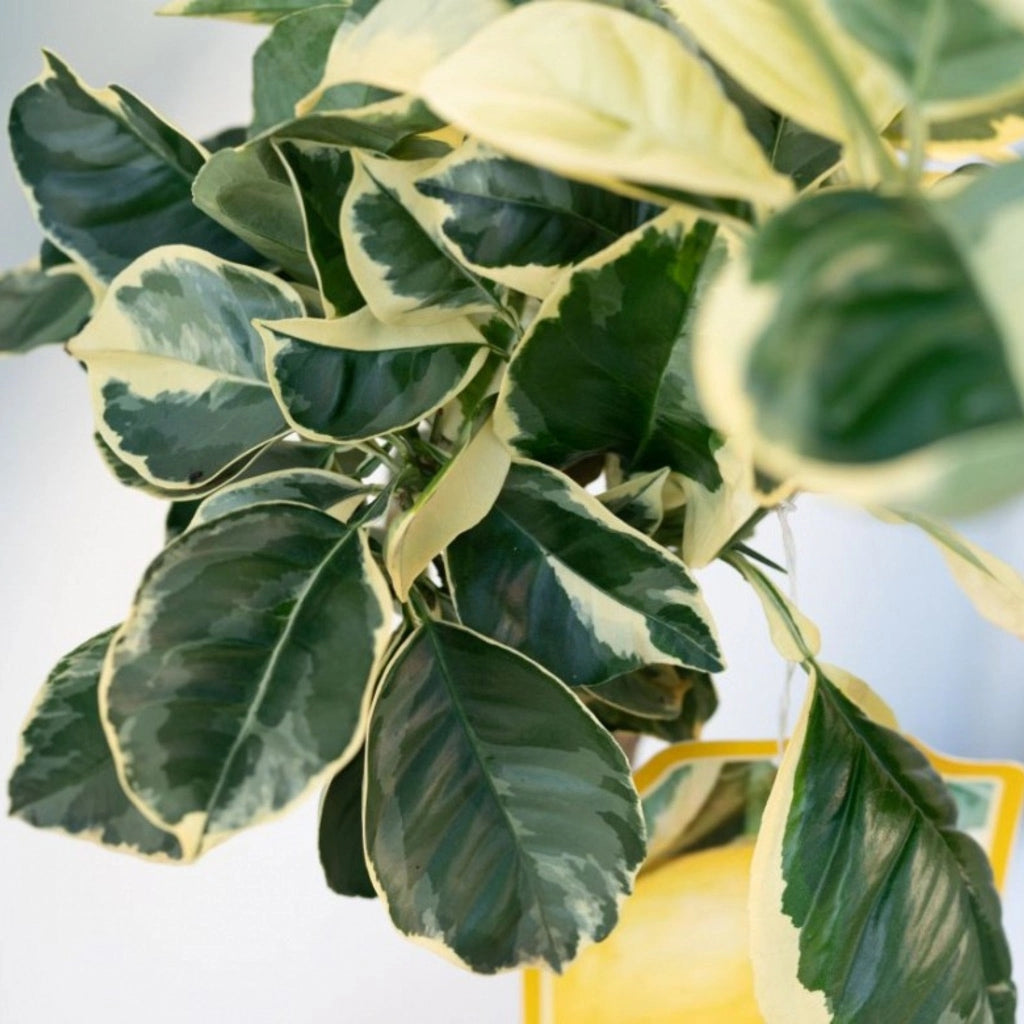 Gardenaria Arancio Variegato - Citrus sinensis 'Variegata' - Pianta di agrume da frutto in vaso Altezza: 70/80 cm (vaso 22)