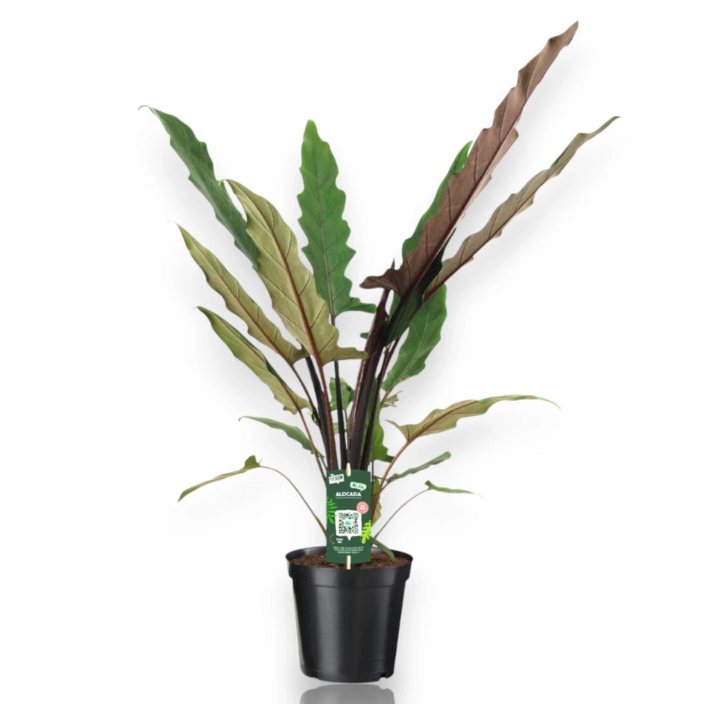 Gardenaria Alocasia lautebarchiana - Pianta da interno ornamentale Altezza: 80 cm (vaso 19)