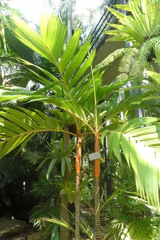 Areca vestiaria H 2 m vaso 45 – Palma tropicale a corona arancione foto reali
