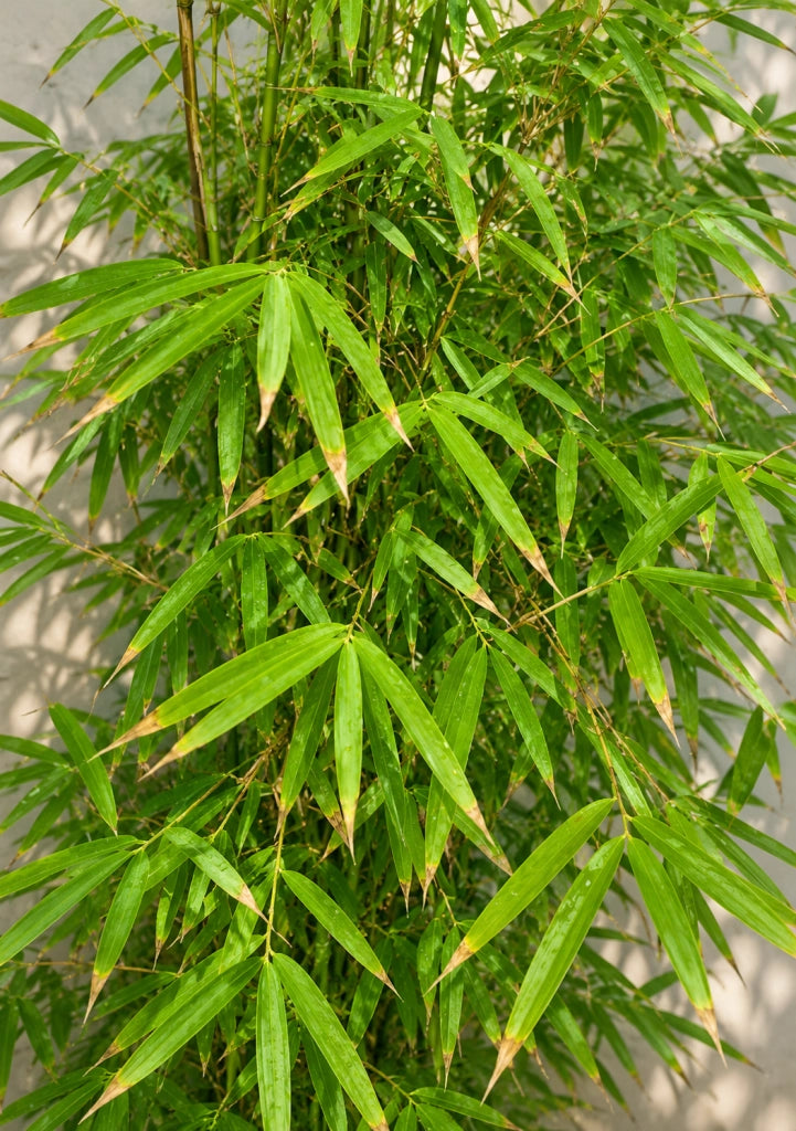 Gardenaria Fargesia - Fargesia angustissima - Bambù ornamentale da esterno Altezza: 170/200 cm (vaso 28)