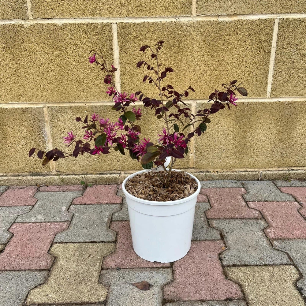 Pianta LOROPETALUM CHINENSE FIRE DANCE cespuglio di fuoco VASO 18CM AMDGarden
