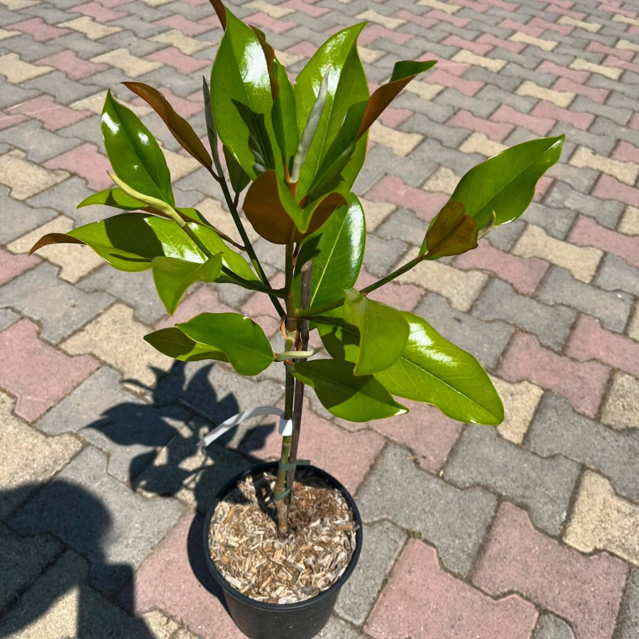 Pianta di MAGNOLIA GRANDIFLORA  foglie GRANDI in vaso 18 cm FOTO REALE