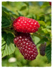 Pianta di Rubus Tayberry (Ibrido mora-lampone) vaso 18cm H 80cm