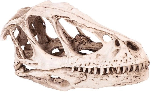 Scheda di Dinosaurio Realistica in Hars - Decorazione - Prop per Educazione - Dimensioni 12,5x4x6,5 cm - Scheda di Dinosaurio