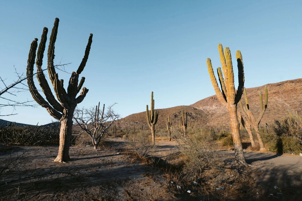 PACHYCEREUS PRINGLEI (CACTUS GIGANTE MESSICANO) VASO 25