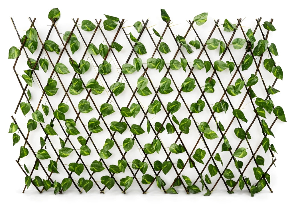 Traliccio Potos Foglie Rampicante Verde Frangivista Recinzione Giardino Balcone 1x2mt