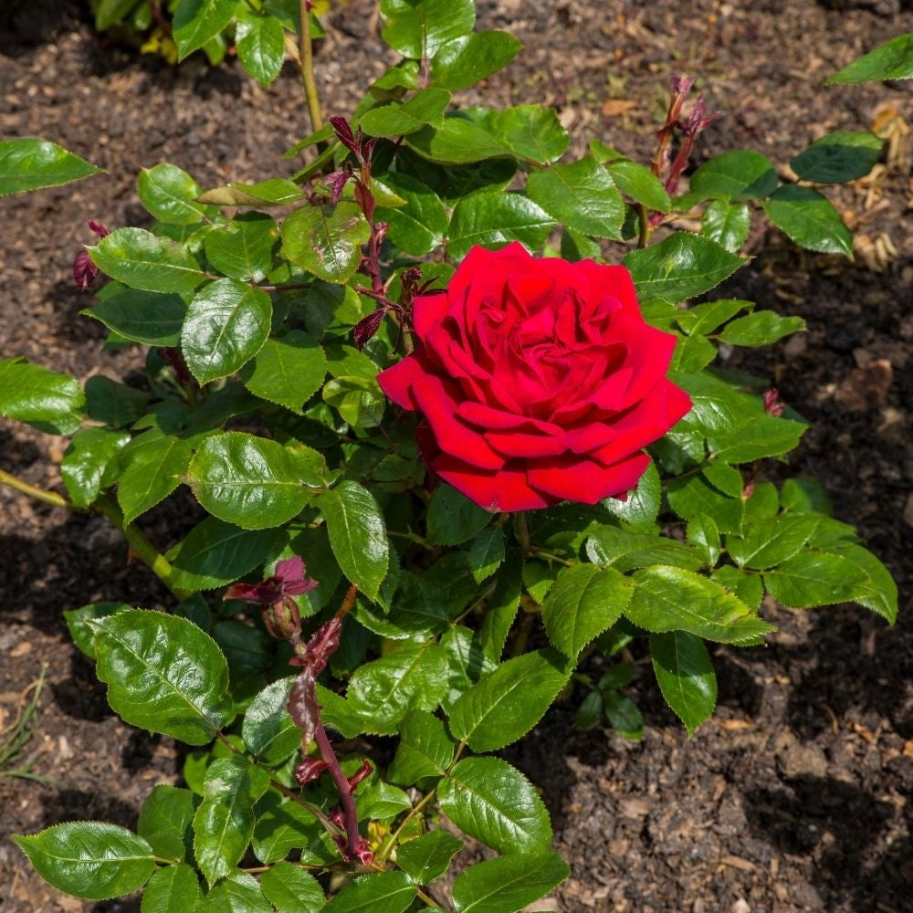 Gardenaria Rosa 'Ingrid bergman' - Rosa da giardino Altezza: 30/40 cm (vaso22)