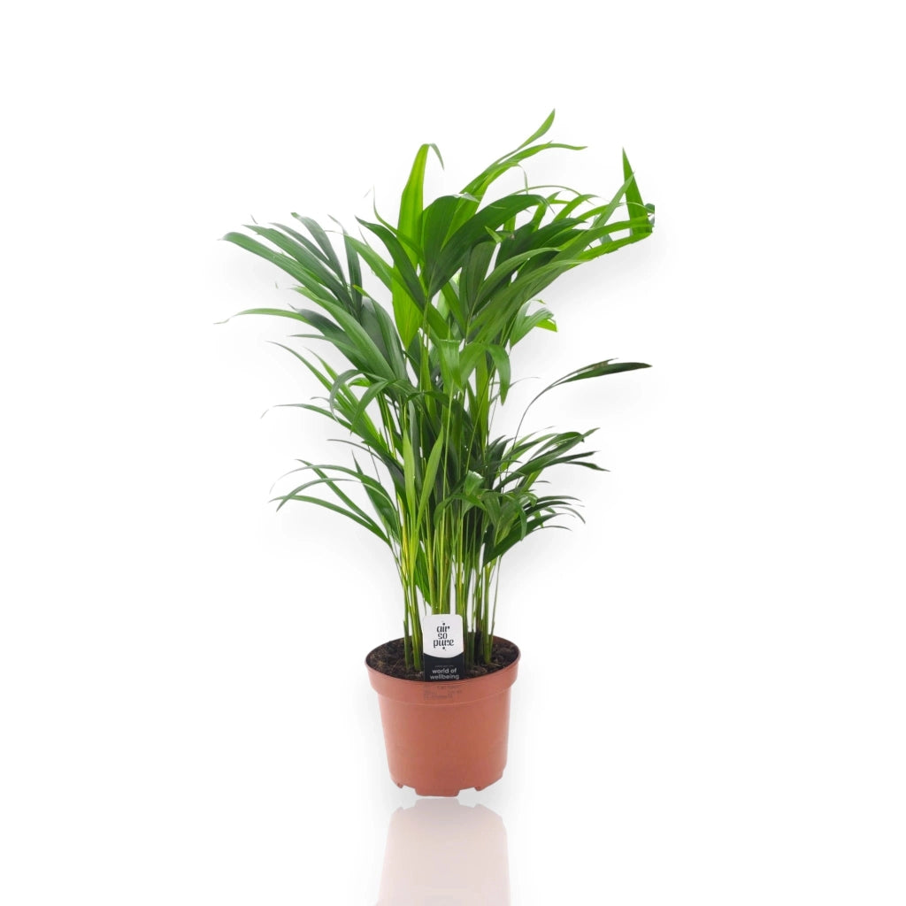 Gardenaria Areca - Dypsis lutescens - Pianta da interno ornamentale Altezza: 110 cm (vaso 22)