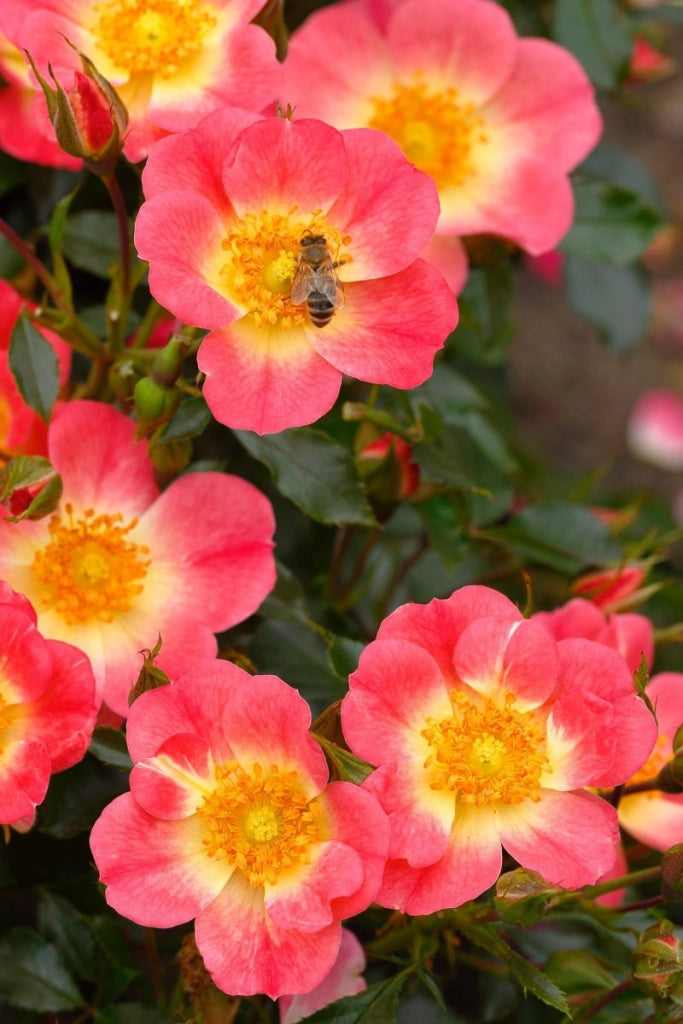Gardenaria Rosa 'Bienenweide Bicolor' - Rosa da giardino Altezza: 25/30 cm (vaso15)