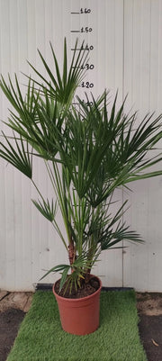 Chamaerops excelsa, palma nana, Palma di San Pietro h 140 vaso 35  foto reali