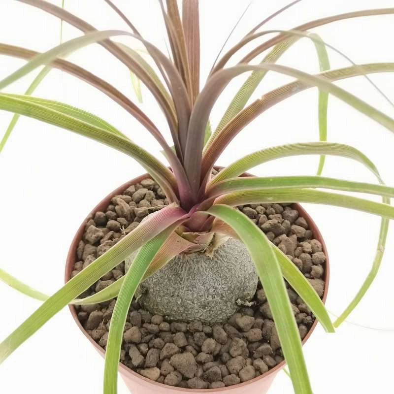 Nolina in vaso 10 cm TC, pianta ornamentale resistente e facile da curare