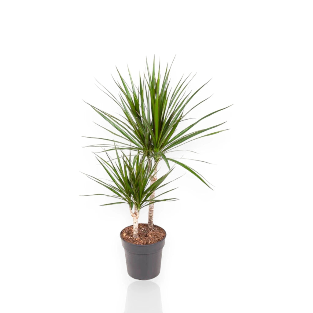 Gardenaria Dracaena fragrans marginata - Pianta da interno ornamentale Altezza: 130/140 cm (vaso 22)