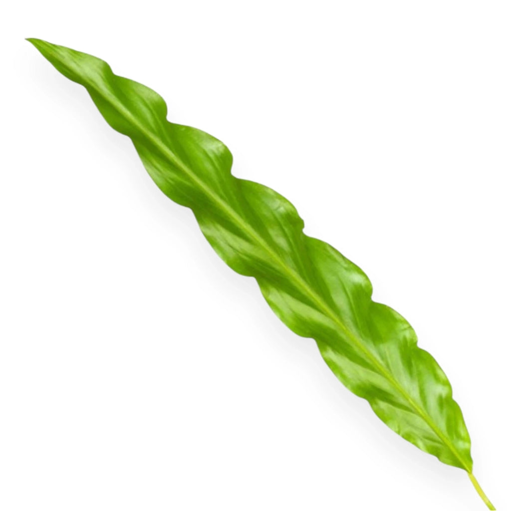 Gardenaria Calathea rufibarba 'Blue grass' - Pianta da interno ornamentale Altezza: 65 cm (vaso 17)