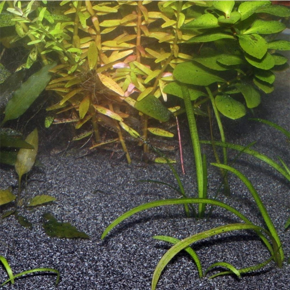 JBL Sansibar Dark - sabbia nera di origine vulcanica per acquari granulometria 0,2-0,5mm Formato: 10 Kg