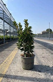 Gardenaria Evonimo - Euonymus japonicus 'Aureopictus' Livornese - Arbusto ornamentale da giardino Altezza: 50/60 cm (vaso24)