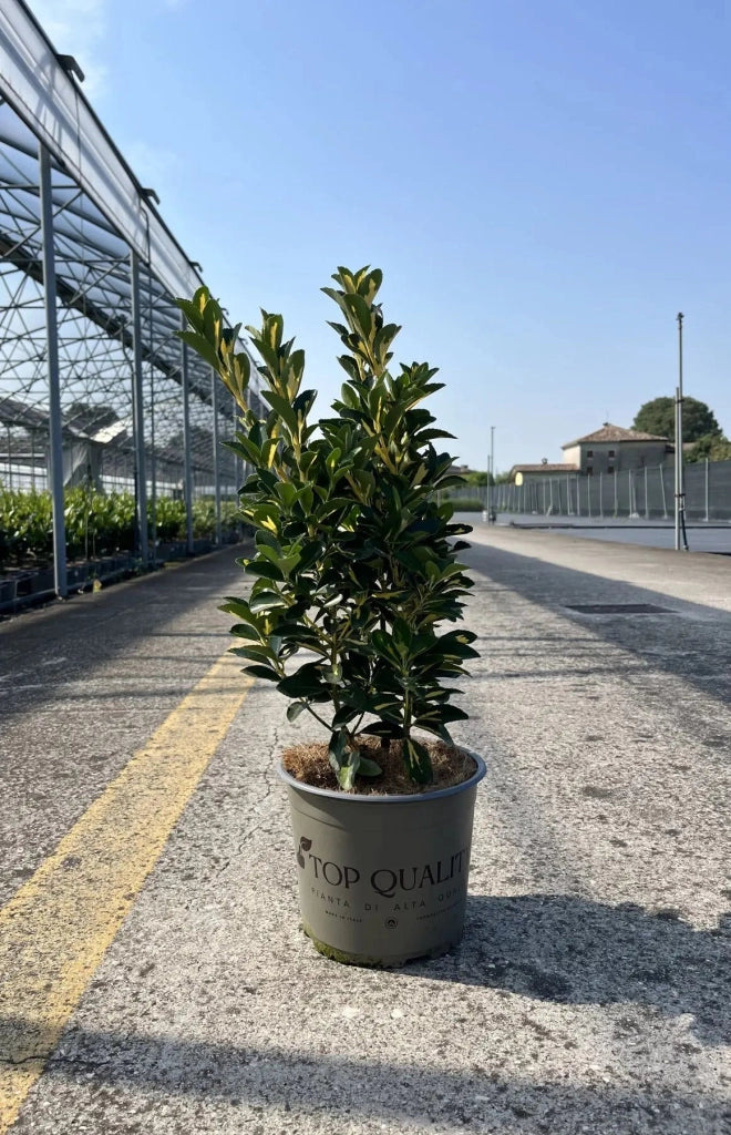 Gardenaria Evonimo - Euonymus japonicus 'Aureopictus' Livornese - Arbusto ornamentale da giardino Altezza: 50/60 cm (vaso24)