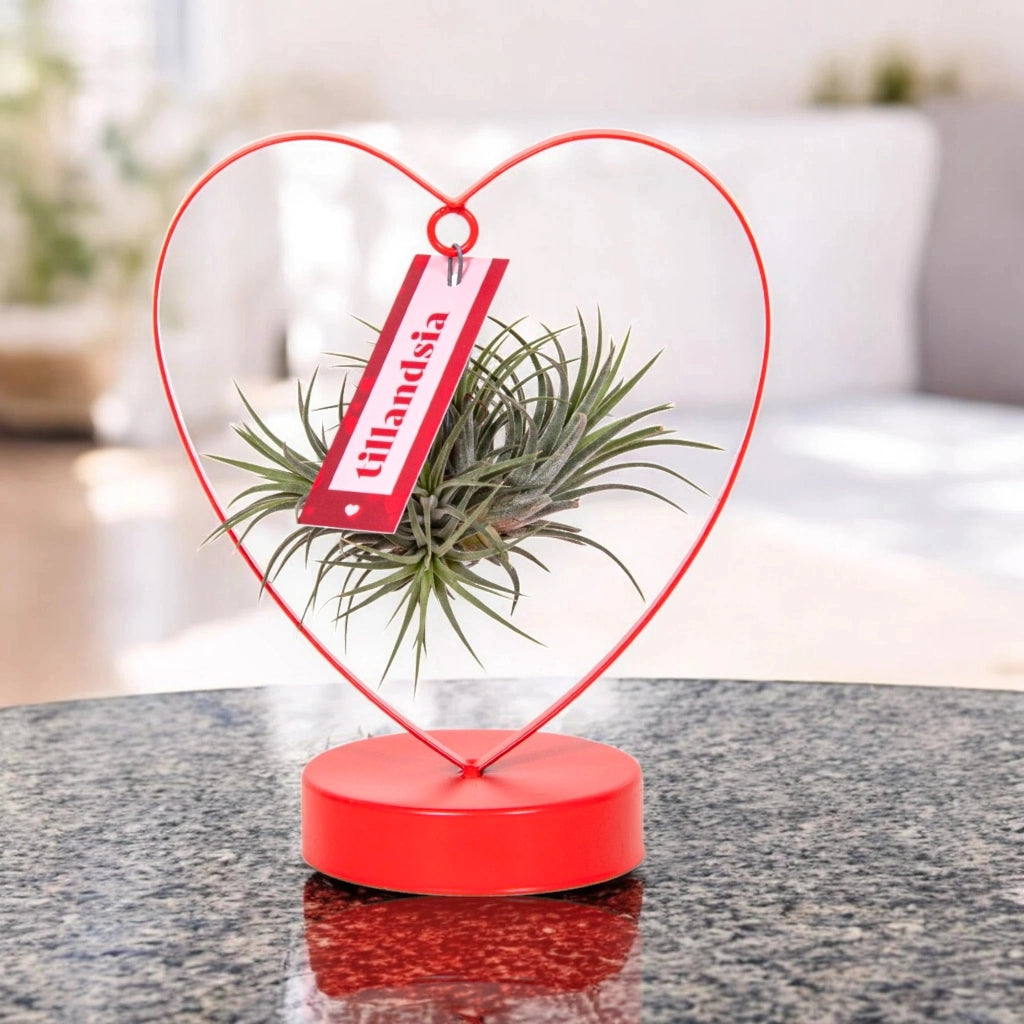 Gardenaria Tillandsia 'Heart' - Pianta da interno ornamentale Altezza: 23 cm (vaso 10)