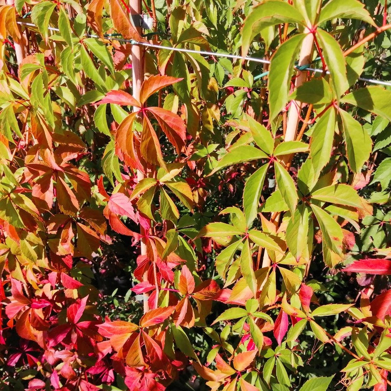 Pianta di VITE AMERICANA ROSSA Rampicante PARTHENOCISSUS QUIQUEFOLIA 5 punte