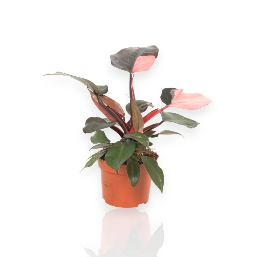 Gardenaria Philodendron 'Pink Princess' - Pianta da interno ornamentale Altezza: 30 cm (vaso 12)