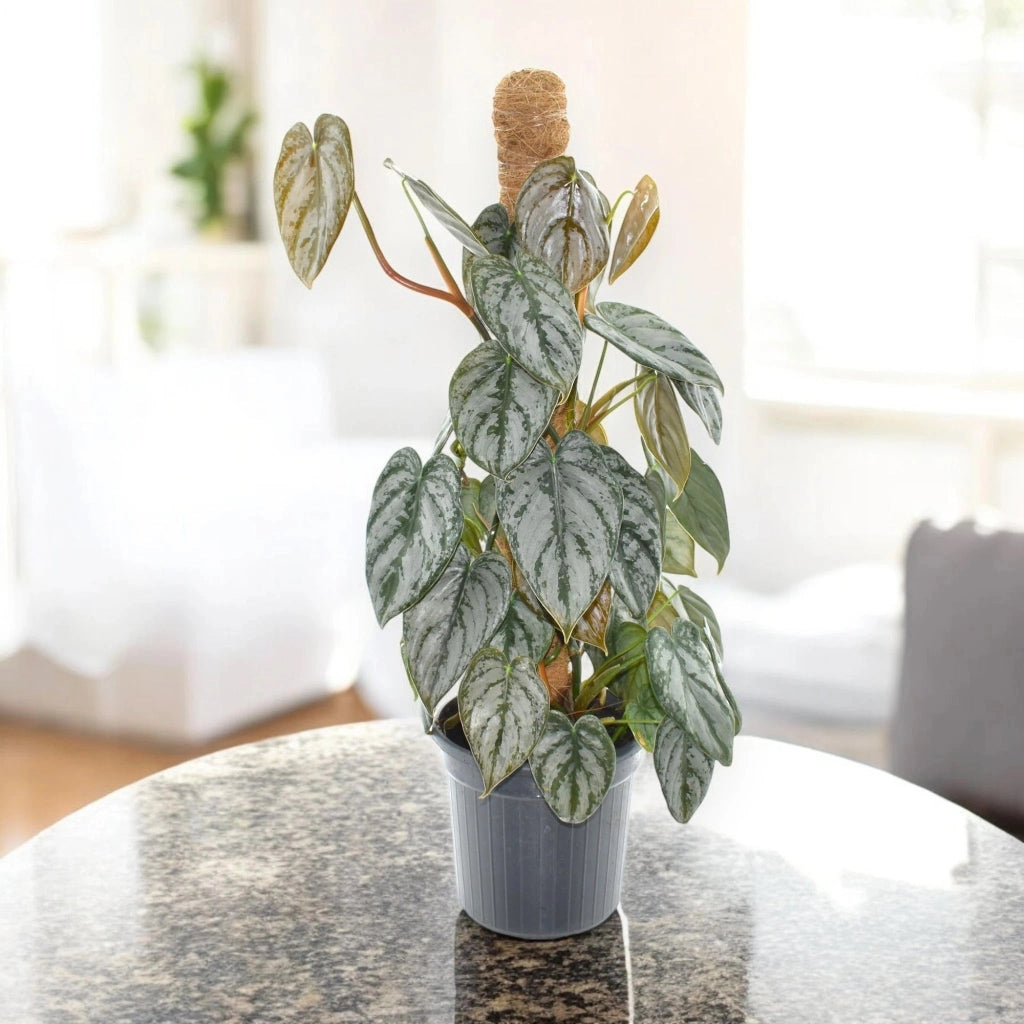 Gardenaria Philodendron brandtianum - Pianta da interno ornamentale Altezza: 30 cm (vaso 12)