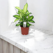 Gardenaria Dieffenbachia 'Summer style' - Pianta da interno ornamentale Altezza: 80 cm (vaso 24)