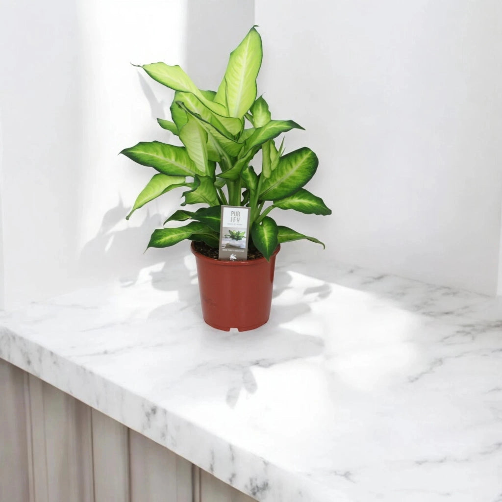 Gardenaria Dieffenbachia 'Summer style' - Pianta da interno ornamentale Altezza: 80 cm (vaso 24)