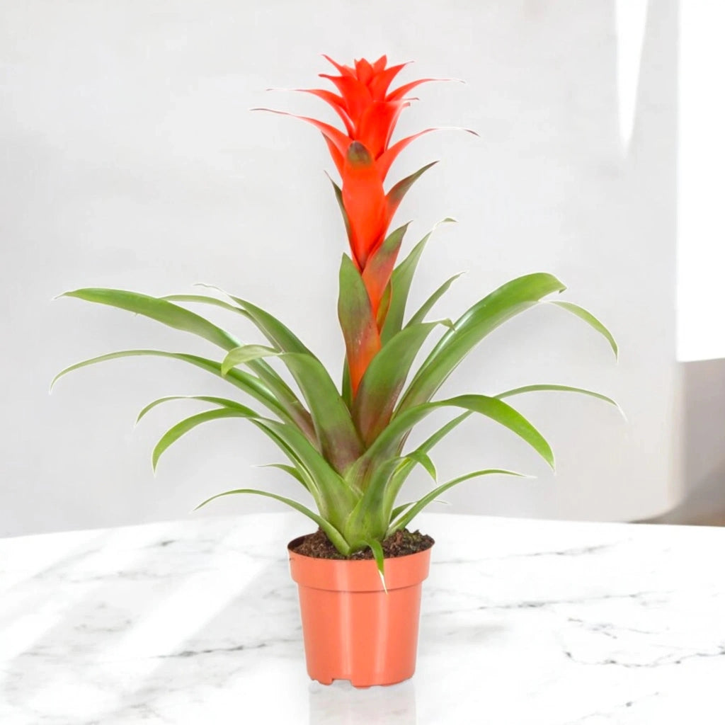 Gardenaria Guzmania 'Calypso' - Pianta da interno ornamentale Altezza: 50 cm (vaso 12)