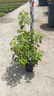 CINNAMOMUM CANPHORA (ALBERO DELLA CANFORA) VASO 18