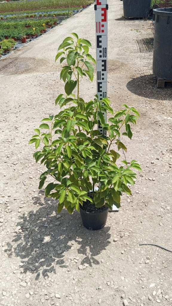 CINNAMOMUM CANPHORA (ALBERO DELLA CANFORA) VASO 18