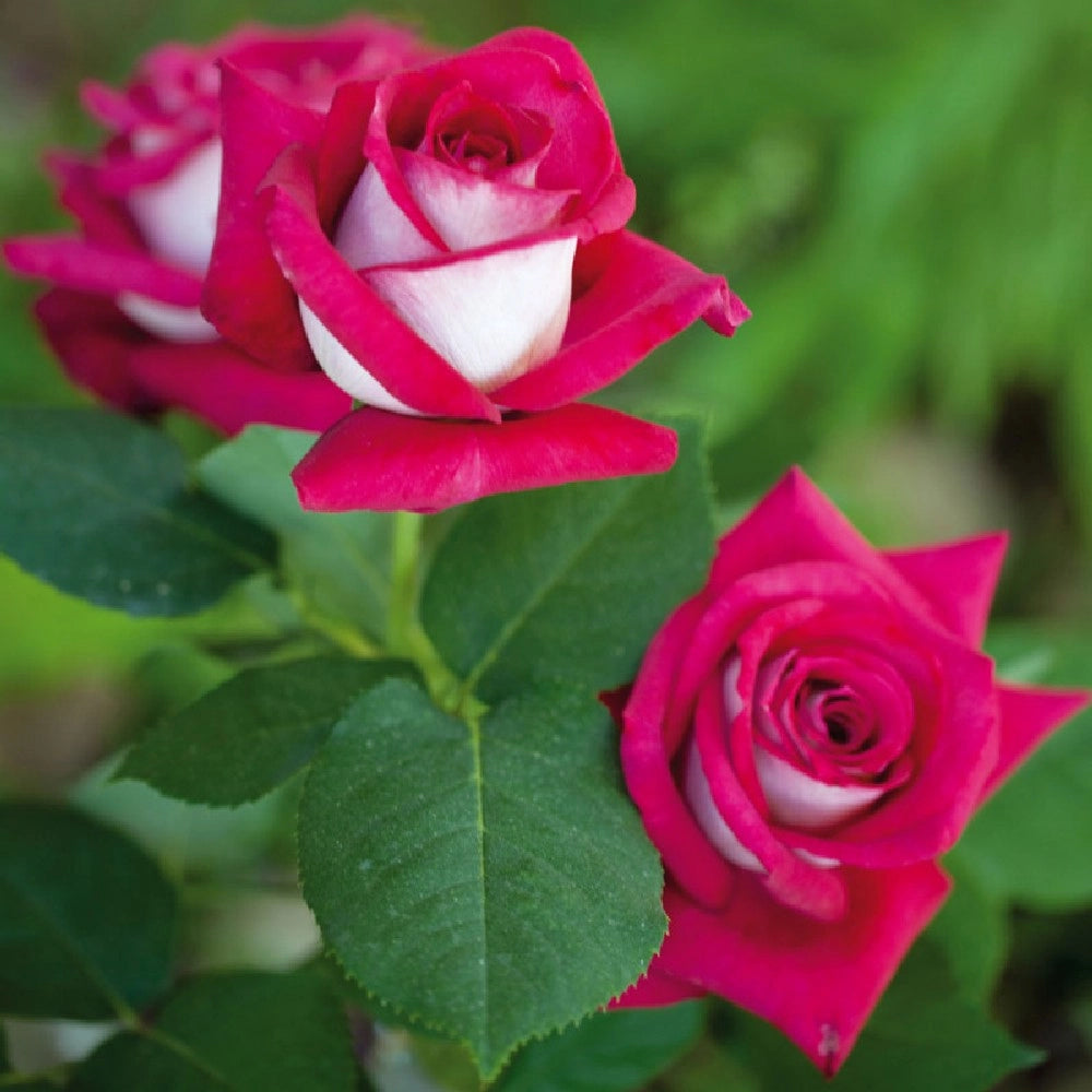 Pianta ROSA BREVETTATA MONICA BELLUCCI ®MEILLAND rosa/bianca vera PROFUMATA