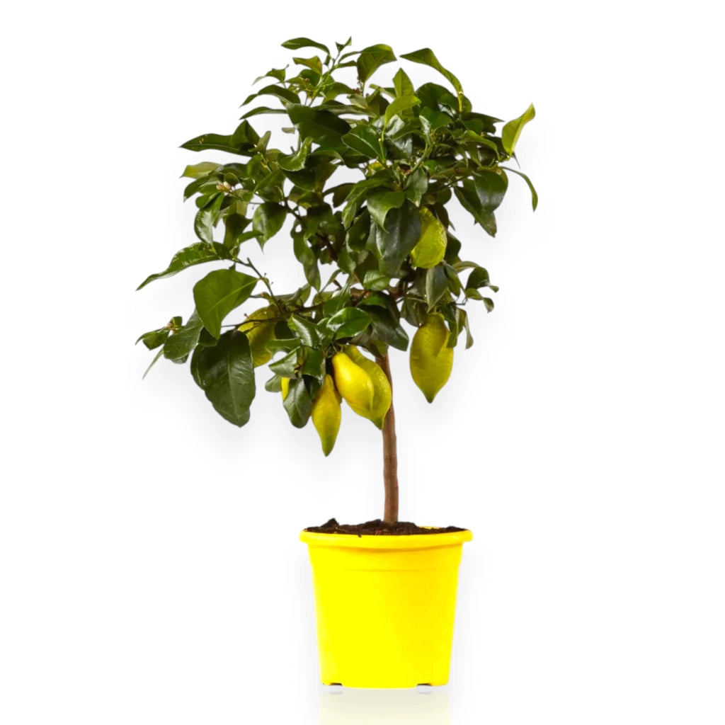 Gardenaria Limone 4 Stagioni - Citrus limon 'Lunario' - Pianta di agrume da frutto in vaso Altezza: 160 cm (vaso 35)