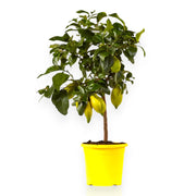 Gardenaria Limone 4 Stagioni - Citrus limon 'Lunario' - Pianta di agrume da frutto in vaso Altezza: 160 cm (vaso 35)