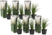 Set di Pampas di Cortaderia Selloana da 6 pezzi in vaso di 9cm con graminacee bianche.