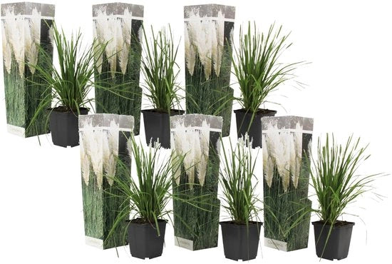 Set di Pampas di Cortaderia Selloana da 6 pezzi in vaso di 9cm con graminacee bianche.