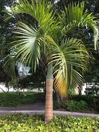 Hyophorbe verschaffeltii Mascarena touff h 2.50 m vaso 45 tropicale