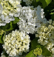 Gardenaria Ortensia - Hydrangea Macrophylla 'Souer Therese' - Pianta acidofila ornamentale da esterno Altezza: 40/50 cm (vaso19)