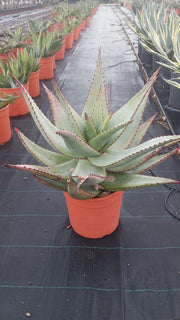 Aloe Ferox Feroce Vaso 24 cm Succulenta Arborescente a Rosetta