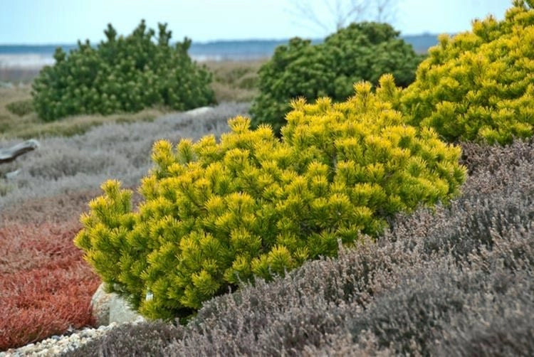 Pinus mugo Carstens Winter Gold - Pianta Alberello Mini Albero Conifera nana