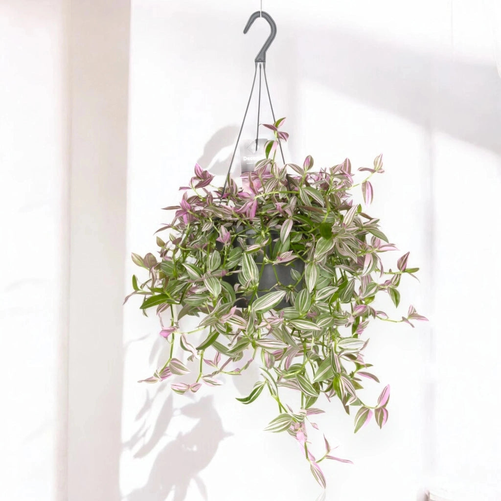 Gardenaria Tradescantia fluminensis 'Pink hill' - Pianta da interno ornamentale Altezza: 40 cm (vaso 17)