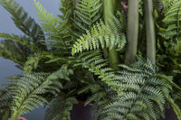 Set 2 Pinta di Felce Boston Artificiale Altezza 43 cm Verde