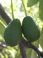 Avocado Lamb Hass - Persea Americana Pianta da frutto frutta Foto Reali