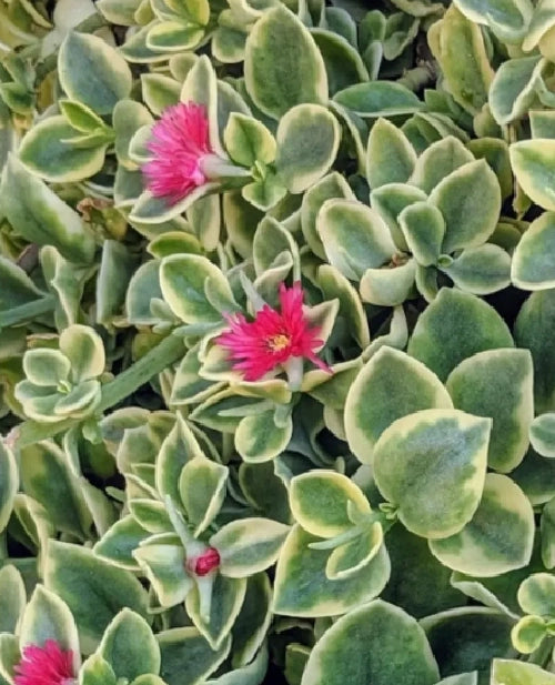 Aptenia variegata pianta grassa succulenta tappezzante perenne vaso 16cm